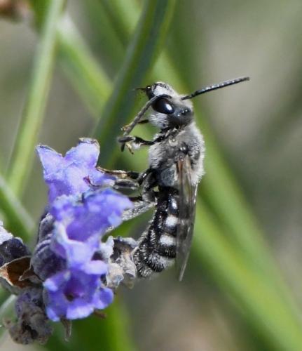 Lasioglossum albocinctum
